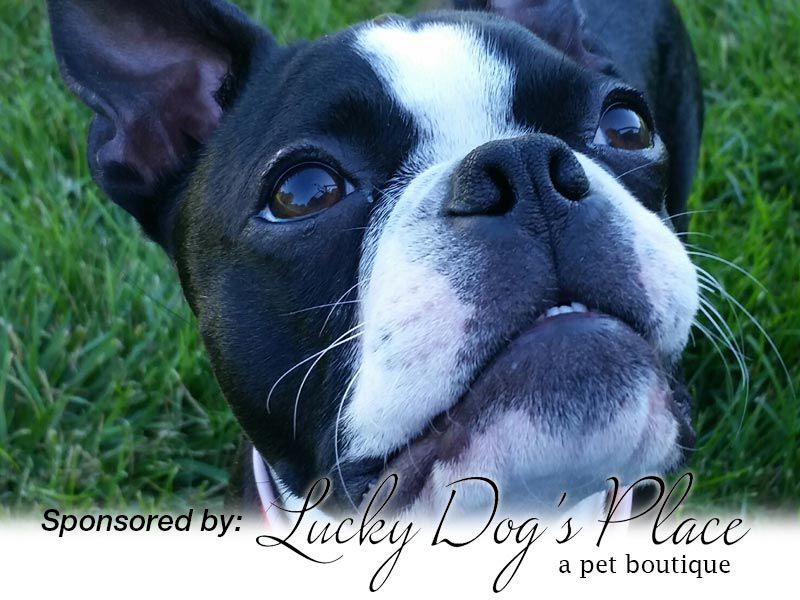 Rocco
